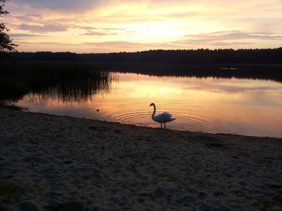 Pokoje Wilga Villa Wilcze  Exteriör bild